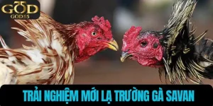 Trường gà Savan